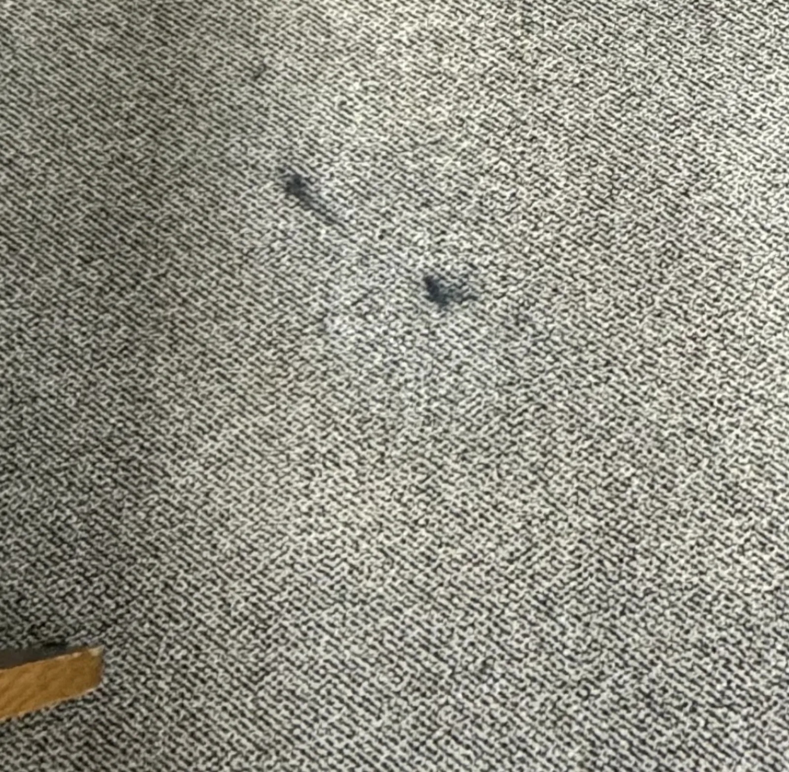 Carpet Extraction — before — Service Pros, Tulsa metro Oklahoma